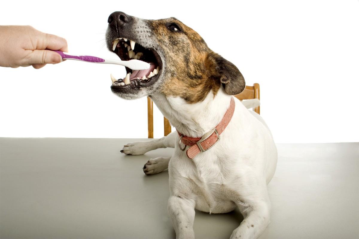Cuidados para a saúde bucal dos cães. (Divulgação)