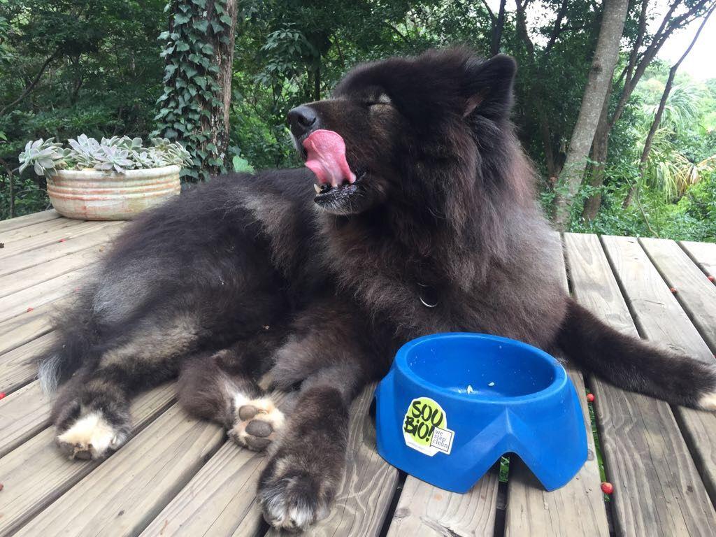 Startup lança produtos biodegradáveis para pets. (Divulgação)