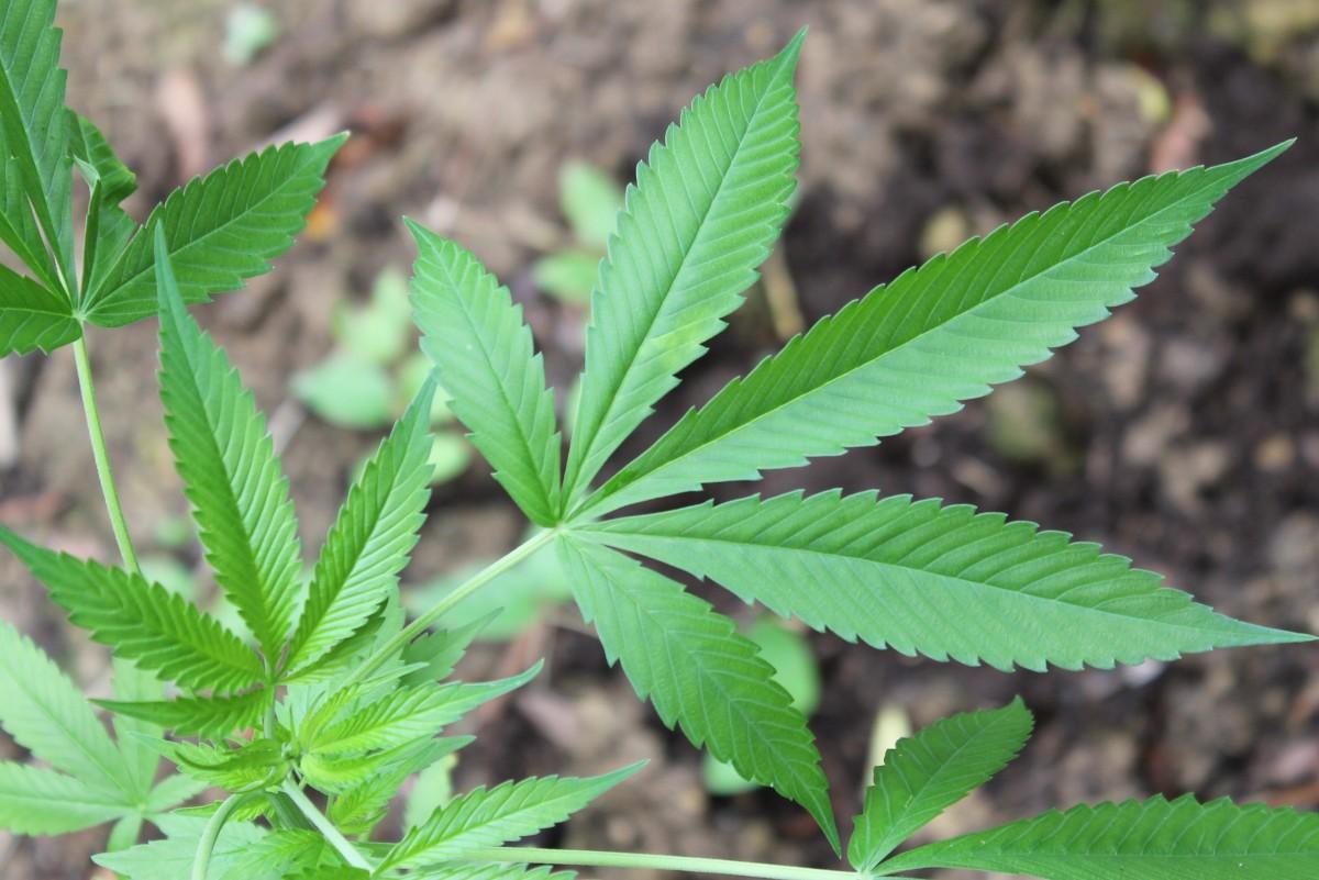 Como o composto, feito à base de maconha, não é produzido no Brasil e só pode ser importado com autorização da Agência Nacional de Vigilância Sanitária (Cedoc/RAC)
