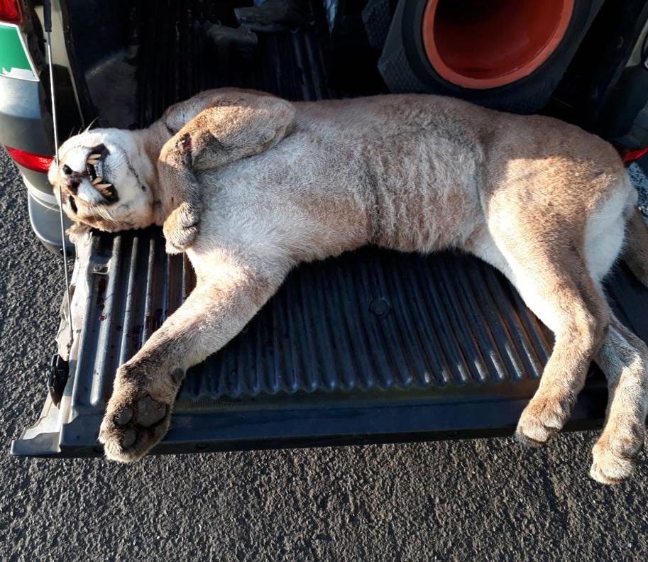 Corpo do animal apresentava hematomas e manchas de sangue pelo corpo, indicando um provável atropelamento (Cosmópolis Hoje)