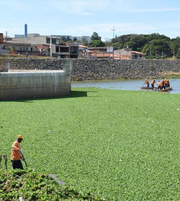 Prefeitura retira os aguapés de lagoa (Divulgação)