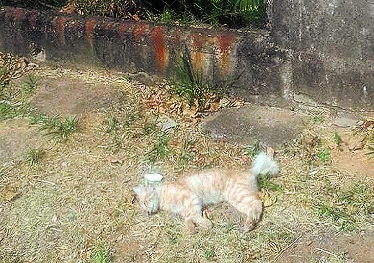 Cena de horror: maioria dos corpos é descartada em praça de esportes (Divulgação)