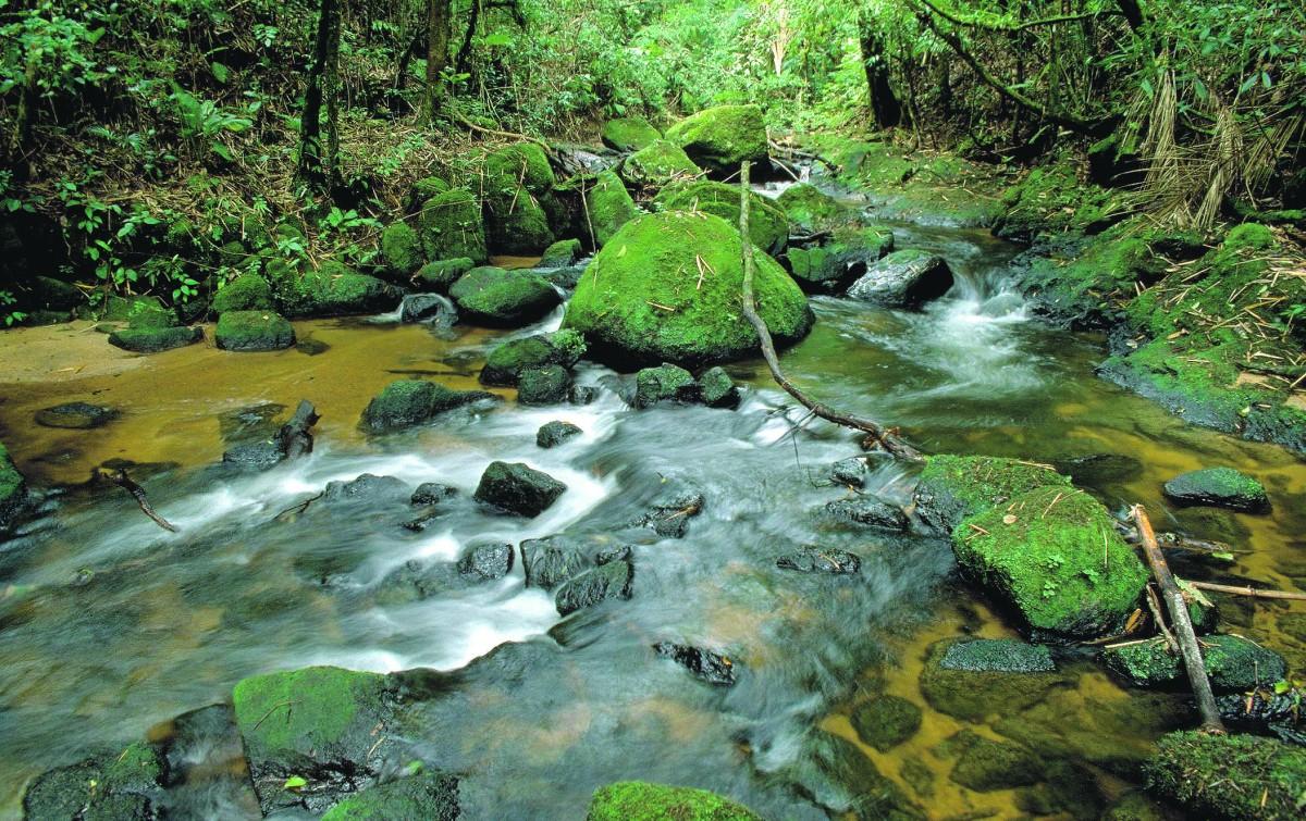 Há 500 anos, vegetação ocupava 1,3 milhão de quilômetros quadrados e se esparramava pelo território equivalente a atuais 17 estados nacionais, porém atualmente restam apenas 8,5% da gleba verde originária  (Divulgação)