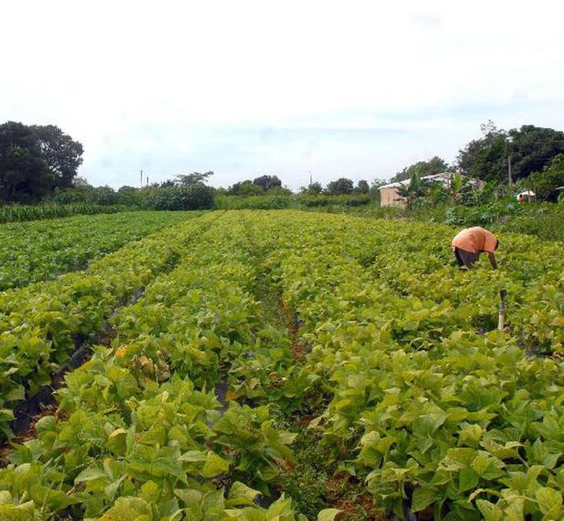 Dados mostram que 70% dos alimentos que os brasileiros consomem vêm da agricultura familiar (Agência Brasil)