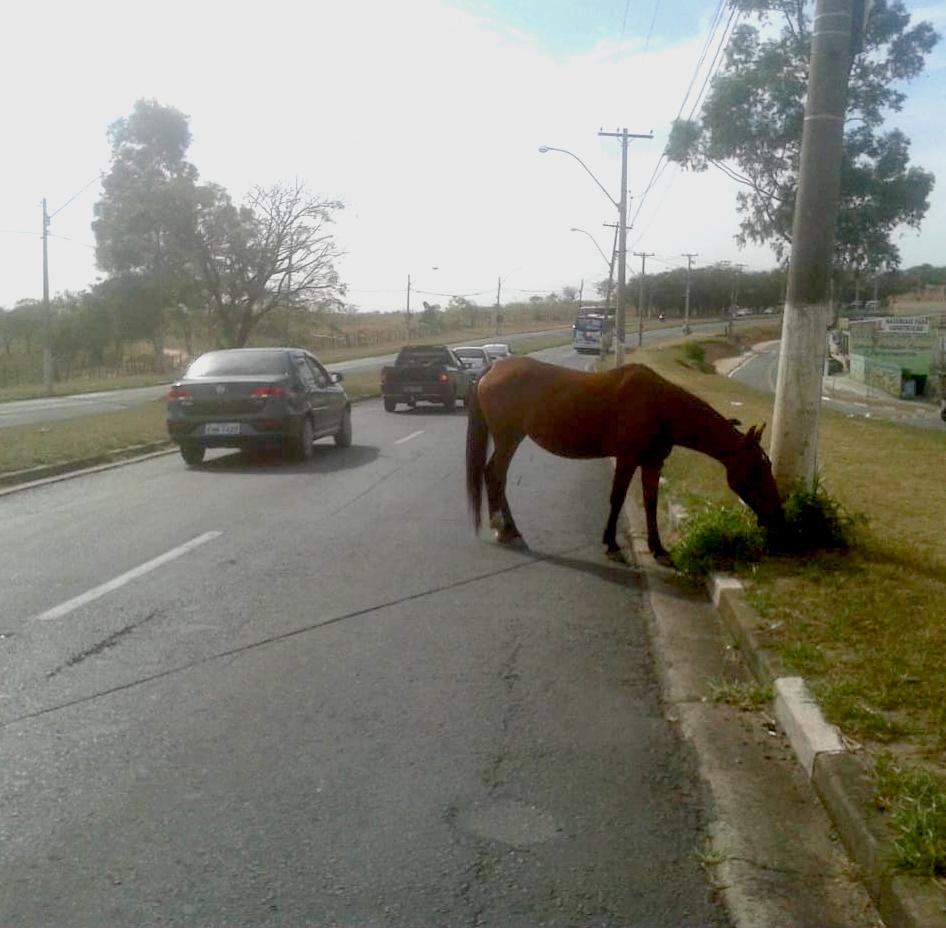  Segundo Edinei Melo, o animal pastava tranquilamente (Edinei Melo)