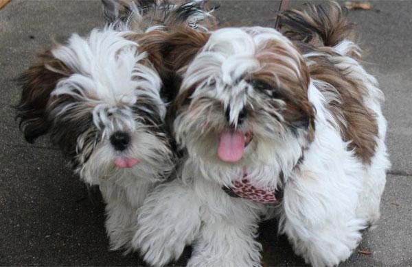Filhote de c&atilde;o &eacute; roubado de loja (  Divulgação)