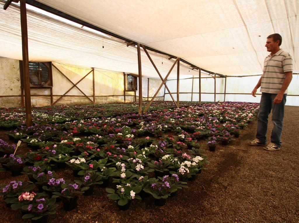 Sebasti&atilde;o Setim cultiva violetas em s&iacute;tio pr&oacute;ximo ao aterro e se diz prejudicado por ter o po&ccedil;o interditado  ( Janaína Ribeiro/ ANN )