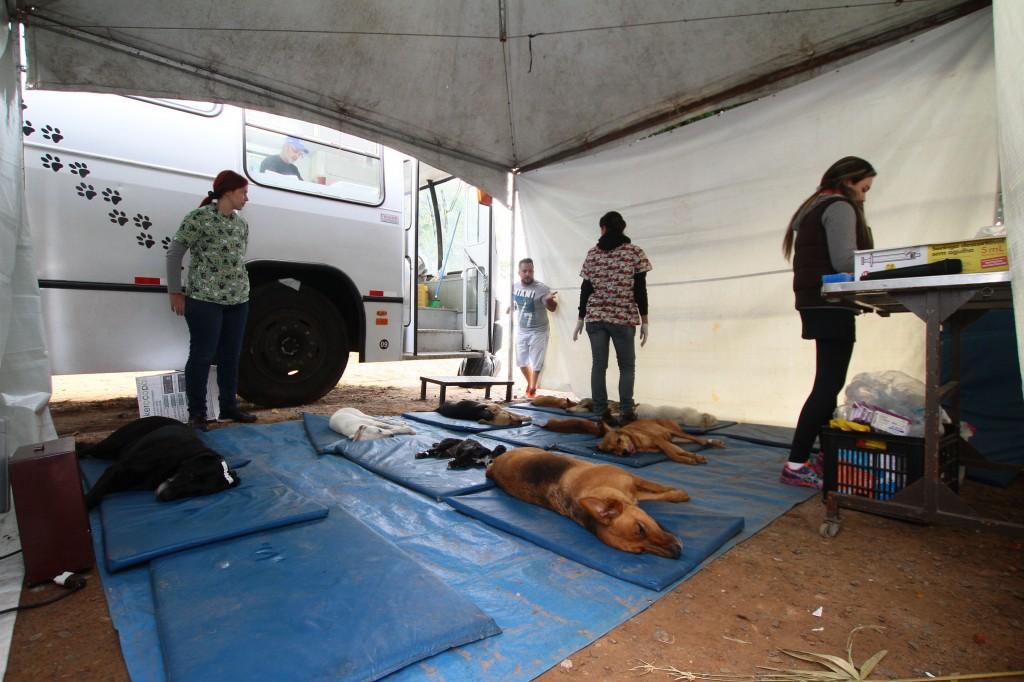 A castra&ccedil;&atilde;o coletiva de 400 animais no bairro S&atilde;o Jos&eacute;, em Campinas, feita pelo r
Departamento de Prote&ccedil;&atilde;o e Bem-Estar Animal ( Janaína Ribeiro/ ANN )