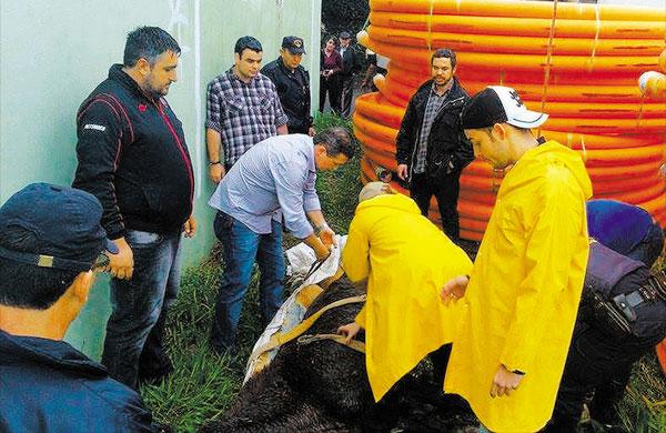 Cavalo ficou 10 h no terreno baldio e depois de tr&ecirc;s horas ele foi retirado do local e levado para o curral (  Divulgação)