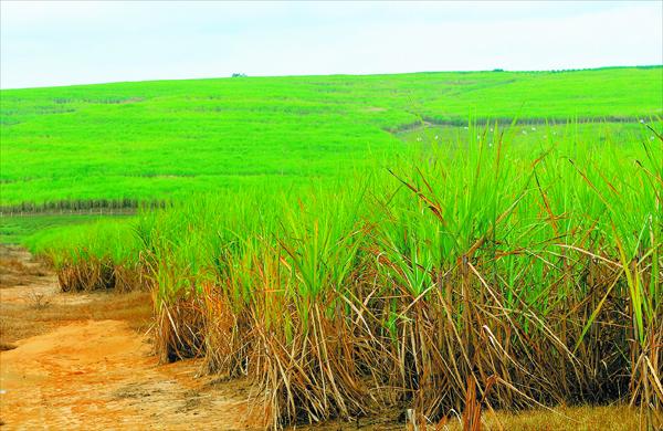 Neste ano as chuvas aumentaram e os produtores de cana-de-a&ccedil;&uacute;car est&atilde;o comemorando, com planta&ccedil;&otilde;es que j&aacute; chegam a 3 metros de altura (Cesar Rodrigues/ ANN)