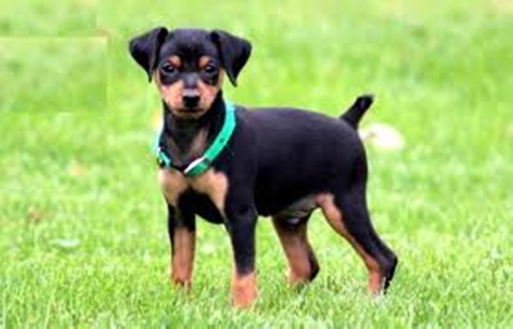 C&atilde;o da ra&ccedil;a pinscher foi sequestrado (  Cedoc/RAC)