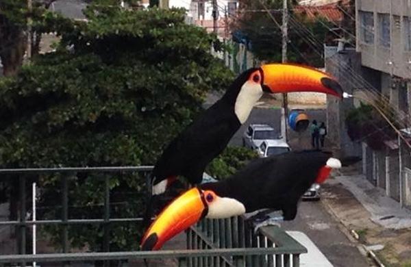 Casal de tucanos aparece diariamente no apartamento da internauta Gislaine Cairo, moradora do bairro Bosque, em Campinas (Arquivo Pessoal)