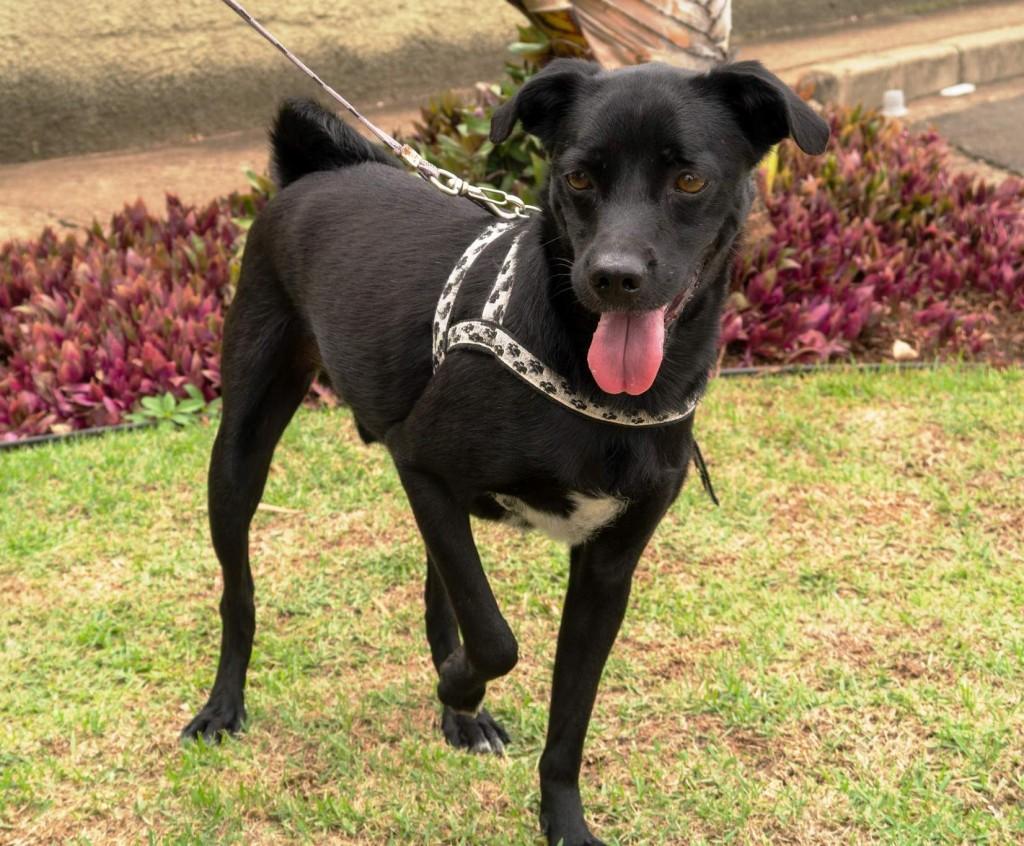 Bob &eacute; um dos c&atilde;es adultos que foram resgatados pela ONG Adotar Campinas e que estar&aacute; na feira da S.O.S Animal Show 2015 (Adotar Campinas )