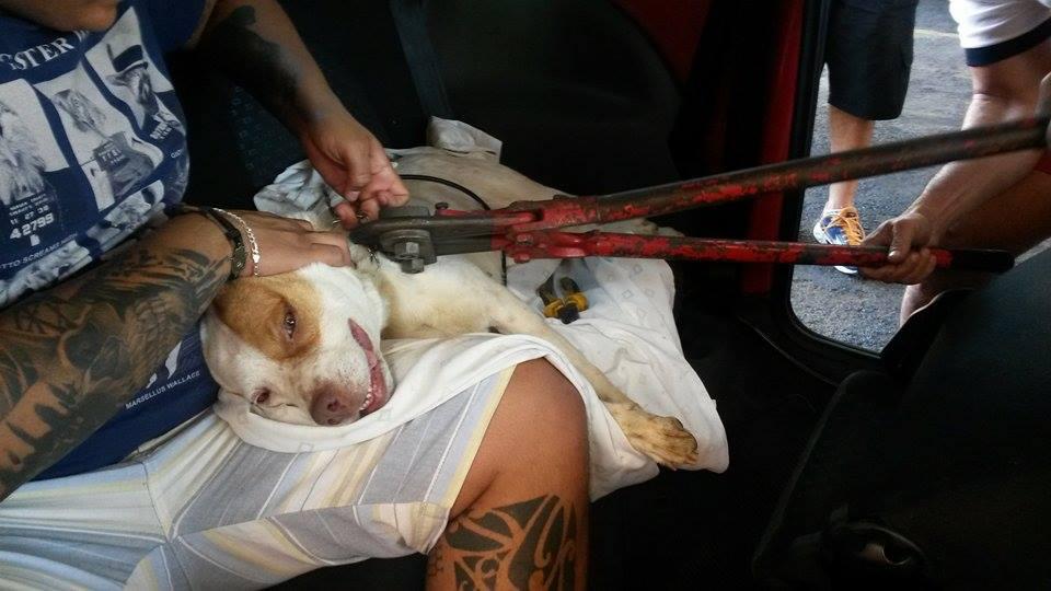 No trajeto para a nova casa, Lili teve que ser levada ao Corpo de Bombeiros, para que a enforcadeira pudesse ser retirada  (Marynes Silva )