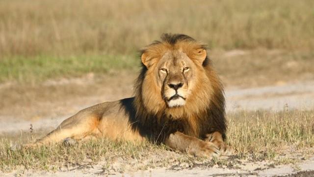 Ap&oacute;s a morte do famoso le&atilde;o Cecil por outro americano amante da ca&ccedil;a, o governo de Harare ordenou uma vasta investiga&ccedil;&atilde;o em toda a ind&uacute;stria relacionada com os saf&aacute;ris (AFP)