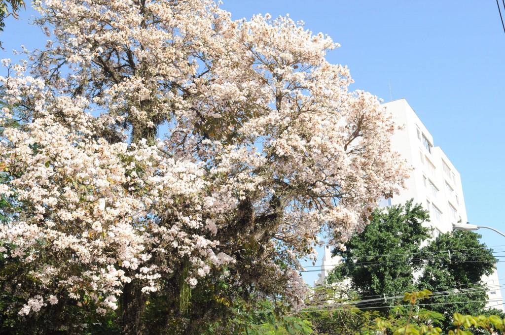 Na quarta-feira (5), motoristas e pedestres foram flagrados atrav&eacute;s das lentes do Correio contemplando a primeira semana de florada branca ( Dominique Torquato/ AAN)