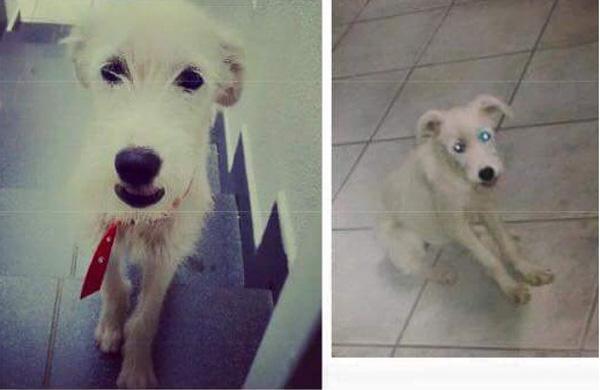 H&aacute; recompensa para quem encontrar Jade. Contatos com J&uacute;lia pelo (19) 983780554 ou com Caroline pelo (19) 991918492.   (Arquivo da família)