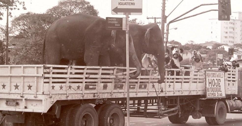 Caminh&atilde;o do circo desfila com elefantes pela Avenida Orosimbo Maia, no Centro de Campinasr
 (Emilio Kon Neto)