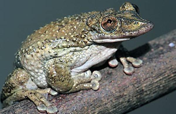 Um grama da toxina seria suficiente para matar 300 mil camundongos ou 80 humanos (  Divulgação)