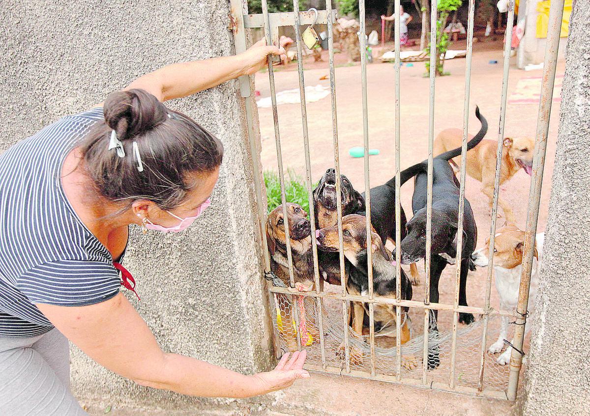 Durante a pandemia, o número de animais abandonados nas ruas aumentou; banco de alimentos tem o objetivo de amenizar o problema (Kamá Ribeiro)