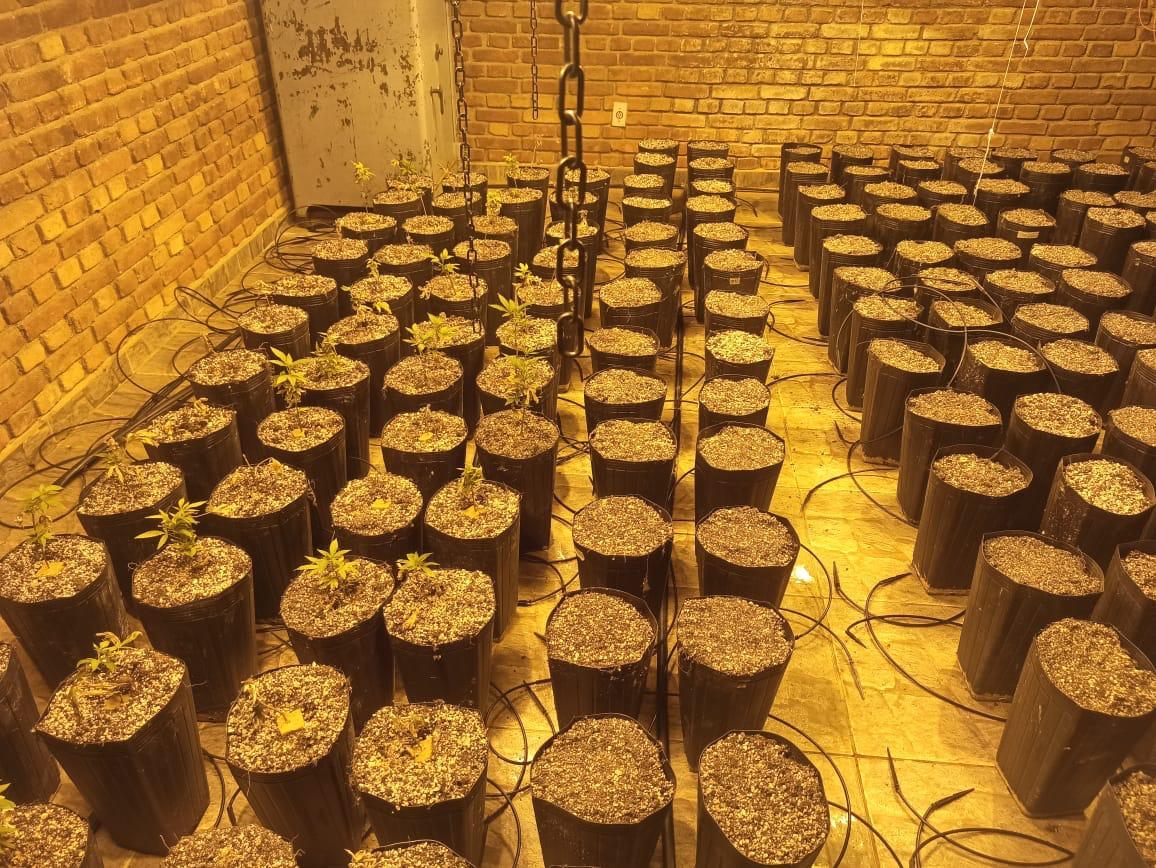 Plantação de haxixe, na zona rural de Bragança Paulista (Divulgação/PF)