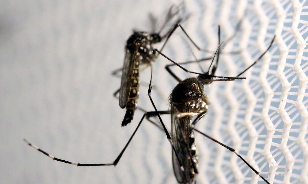Para acabar com a proliferação do mosquito é preciso evitar acúmulo de água, latas, pneus e outros objetos (Reuters/ Paulo Whitaker)