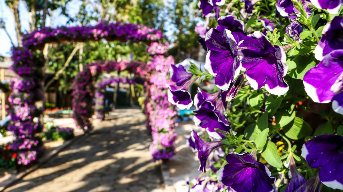 A Expoflora é maior exposição de flores e plantas ornamentais da América Latina (Divulgação)