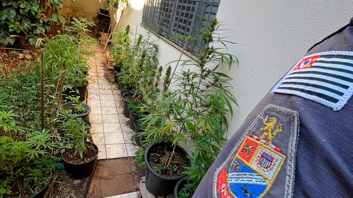 Plantação de maconha no quintal da residência: para consumo próprio (Divulgação)