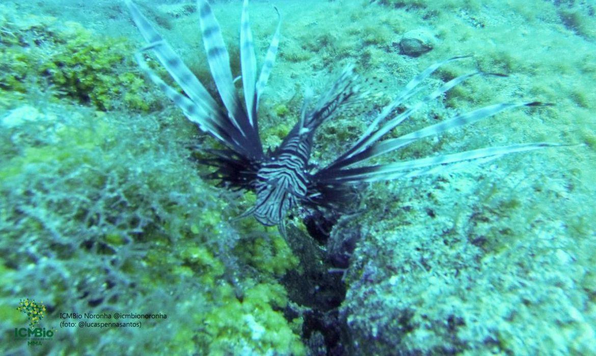 Animal tem origem na Ásia e normalmente é usado como peixe ornamental (Lucas Penna)