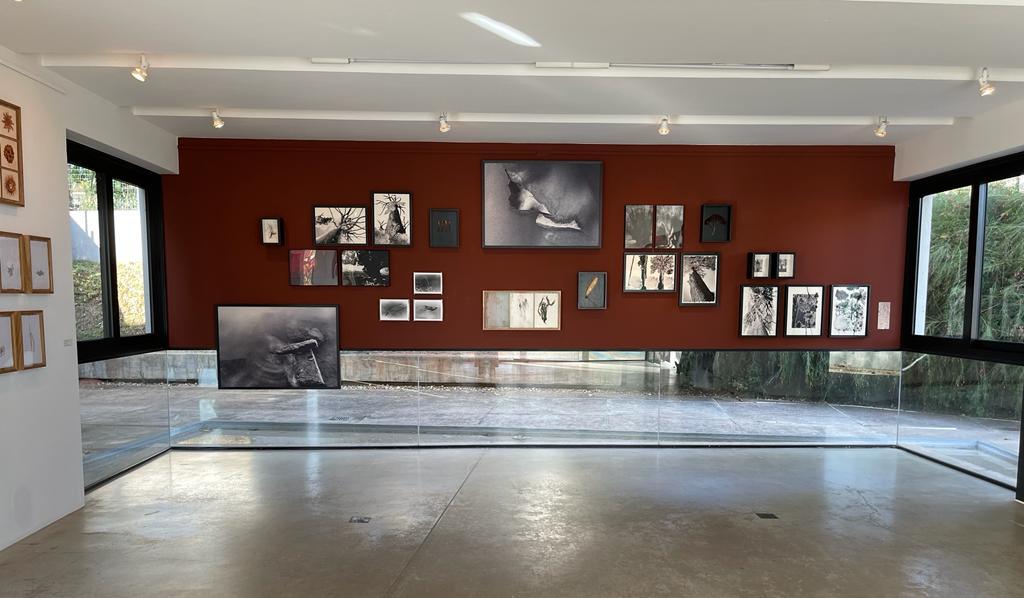 Exposição de Alice Grou traz cerca de 70 obras de técnicas variadas - fotografias, instalações, colagens, bordados e intervenções com sementes e plantas (Divulgação)