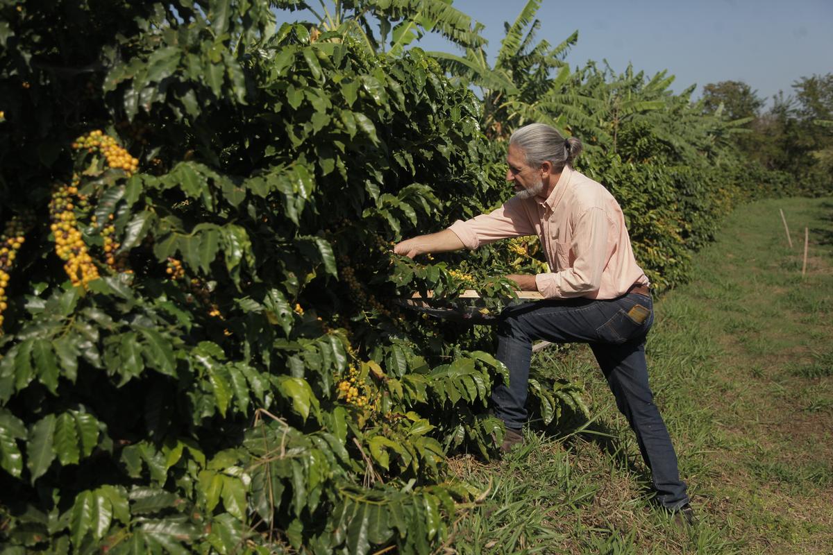 O dentista Cid Manicardi, que transformou em realidade o sonho de praticar e difundir a agricultura sustentável: no sítio Flor da Lua, de sua propriedade, o café brota em meio a pés de bananeiras (Kamá Ribeiro)