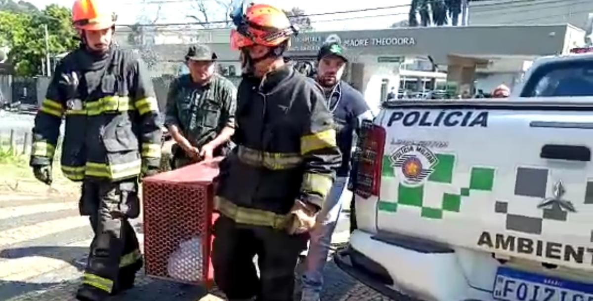 Onça entra em hospital de Campinas e mobiliza bombeiros e polícia ambiental (Isadora Stentzler)