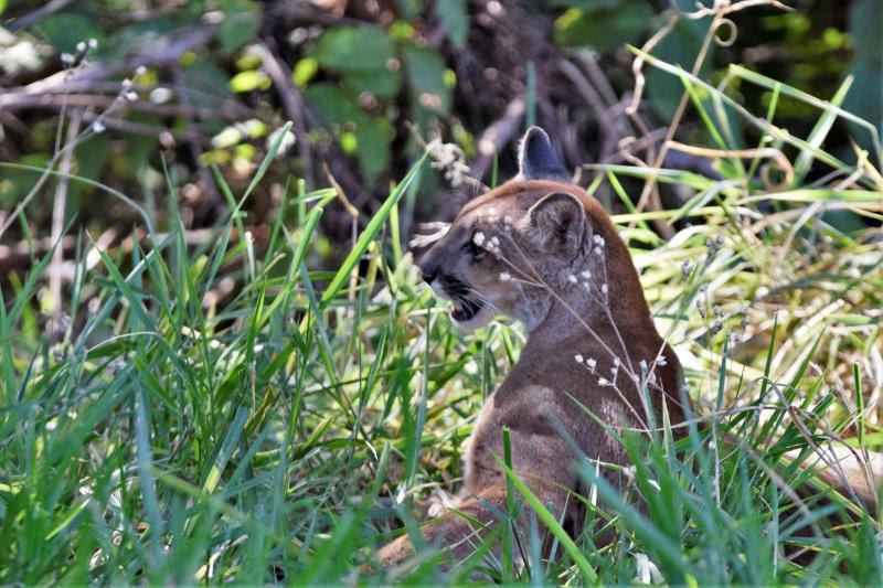 Onça encontrada no Hospital pode ter vindo da Mata de Santa Genebra (Divulgação/FJPO)
