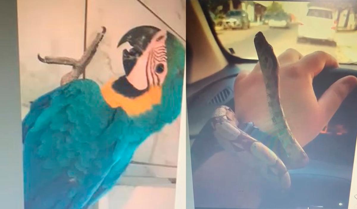 Polícia Federal deflagra Operação Quimera para apurar crimes contra Fauna Silvestre e falsificações (Divulgação)