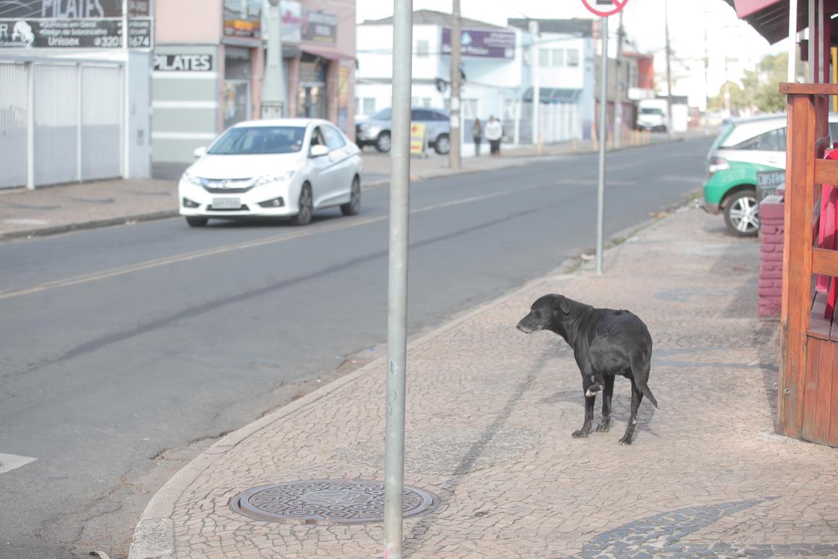 Várias pessoas já foram atacadas e mordidas por cachorros de rua no Jardim Campos Elíseos (Kamá Ribeiro)
