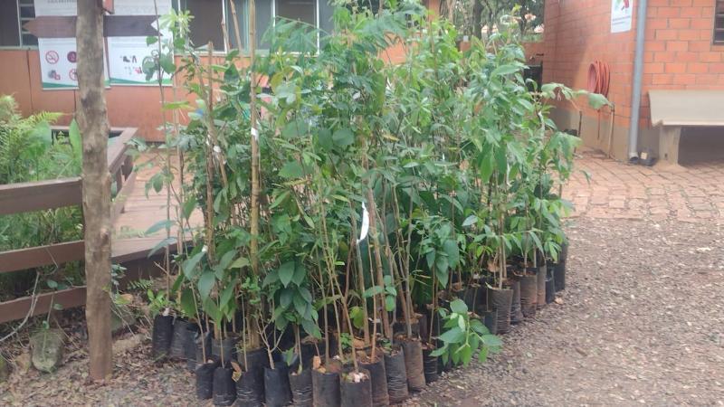 Fundação plantará mudas esta semana (Divulgação)