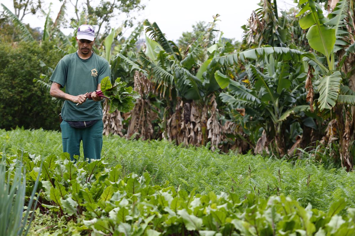 As atividades agrícolas são realizadas pelos pacientes em área localizada ao lado do hospital, que hoje é apontada como a maior horta urbana da cidade, com produção de 350 quilos de alimentos orgânicos por dia (Gustavo Tilio)