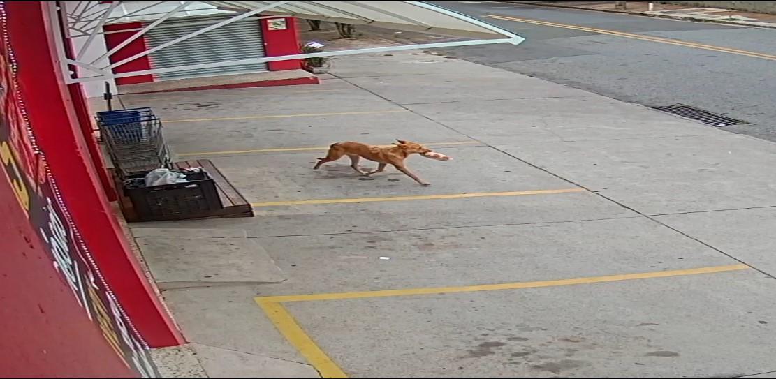 O cachorro, segundo os colaboradores do estabelecimento, já tem antecedentes criminais pelo mesmo crime no local (Captura de imagens)