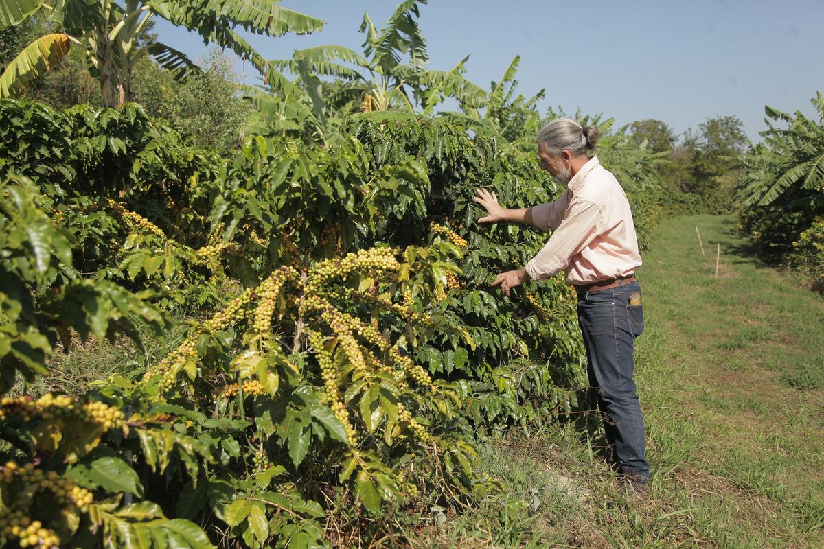 Estudos demonstram que se a elevação da temperatura média chegar aos 3 graus, as influências serão drásticas para o agronegócio brasileiro: no caso da produção de café, o prejuízo chegaria a R$ 41,59 bilhões ao ano (Kamá Ribeiro)