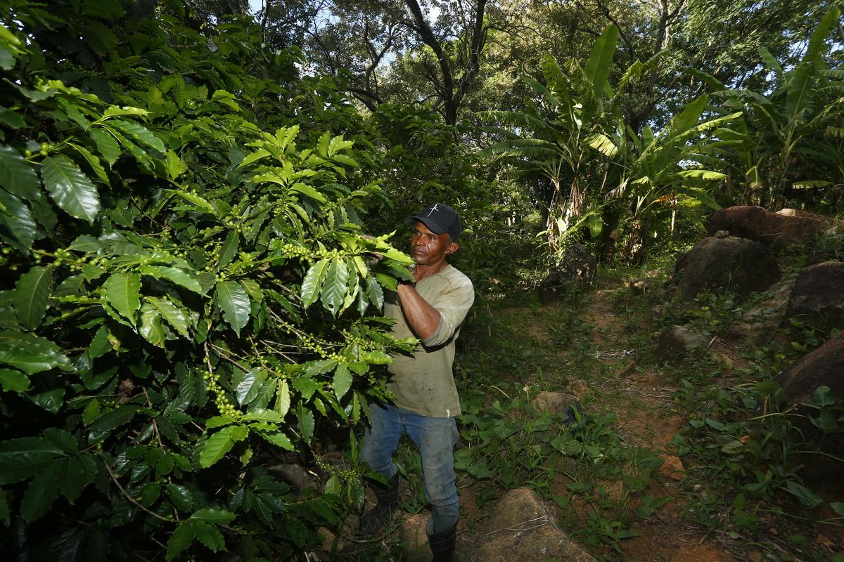 Atividades agroflorestais são o modelo ideal para a ocupação das chácaras de lazer do Loteamento rural Colinas do Atibaia que se encontra na envoltória da Mata Ribeirão Cachoeira (Gustavo Tilio)