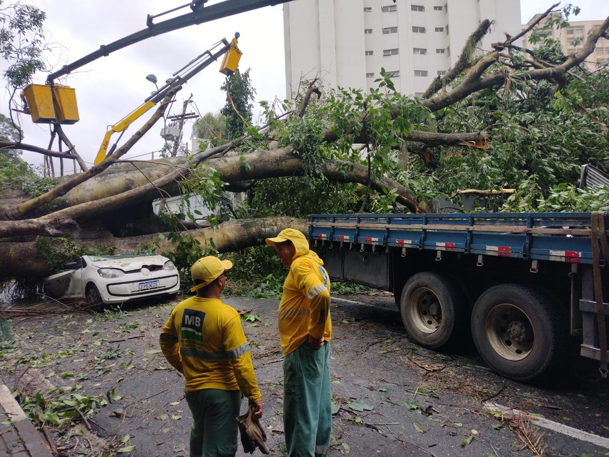 Árvore de grande porte cai em casas, carros e derruba poste em Campinas (Gustavo Tilio)