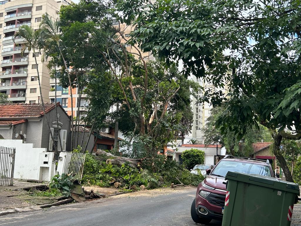 Árvore que caiu na noite de segunda-feira, 2, na Rua dos Bandeirantes, no Cambuí (Divulgação)