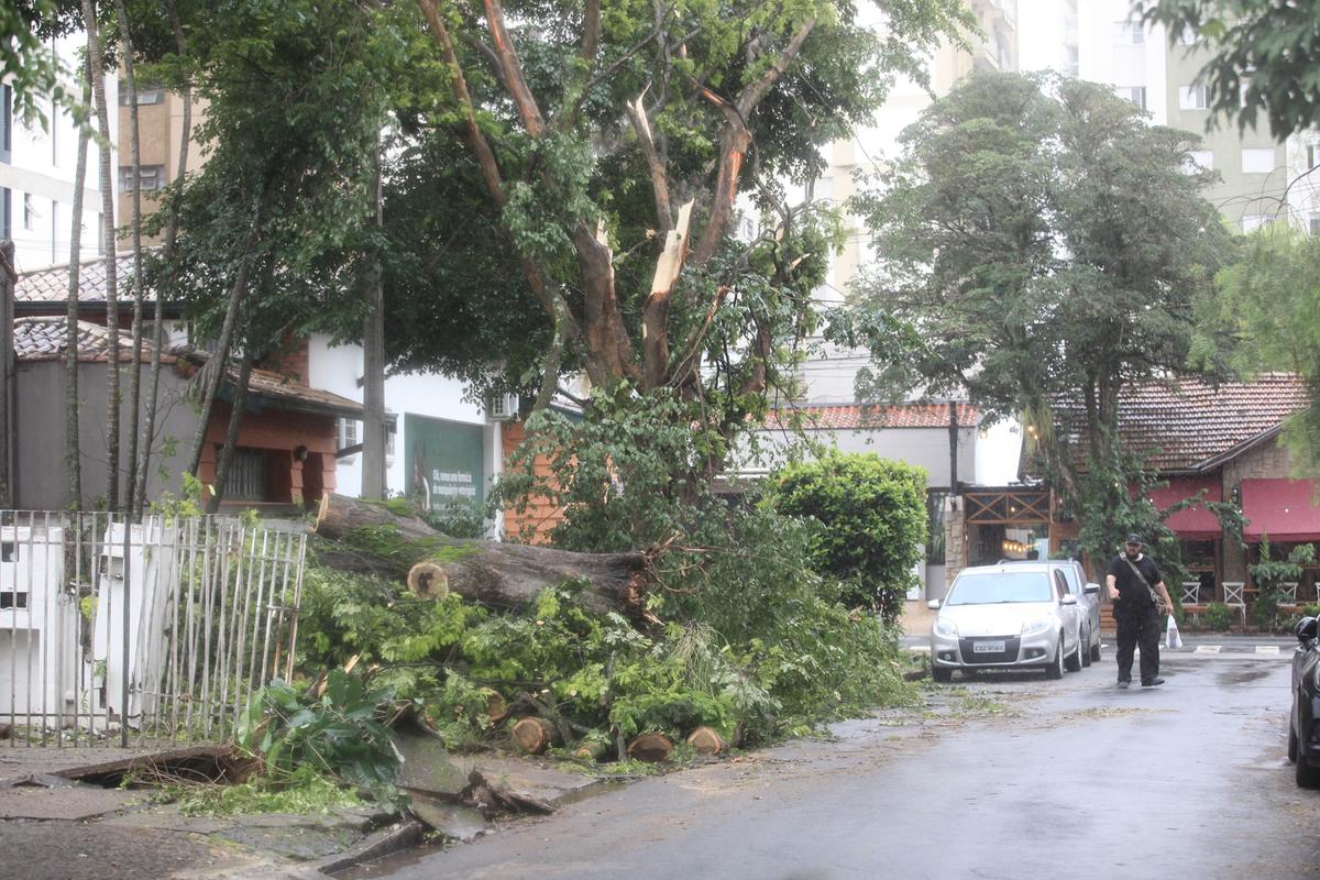 Após a tempestade que caiu na segunda-feira, árvores foram derrubadas pela força do vento e da água na Rua dos Bandeirantes, no Cambuí (Kamá Ribeiro)