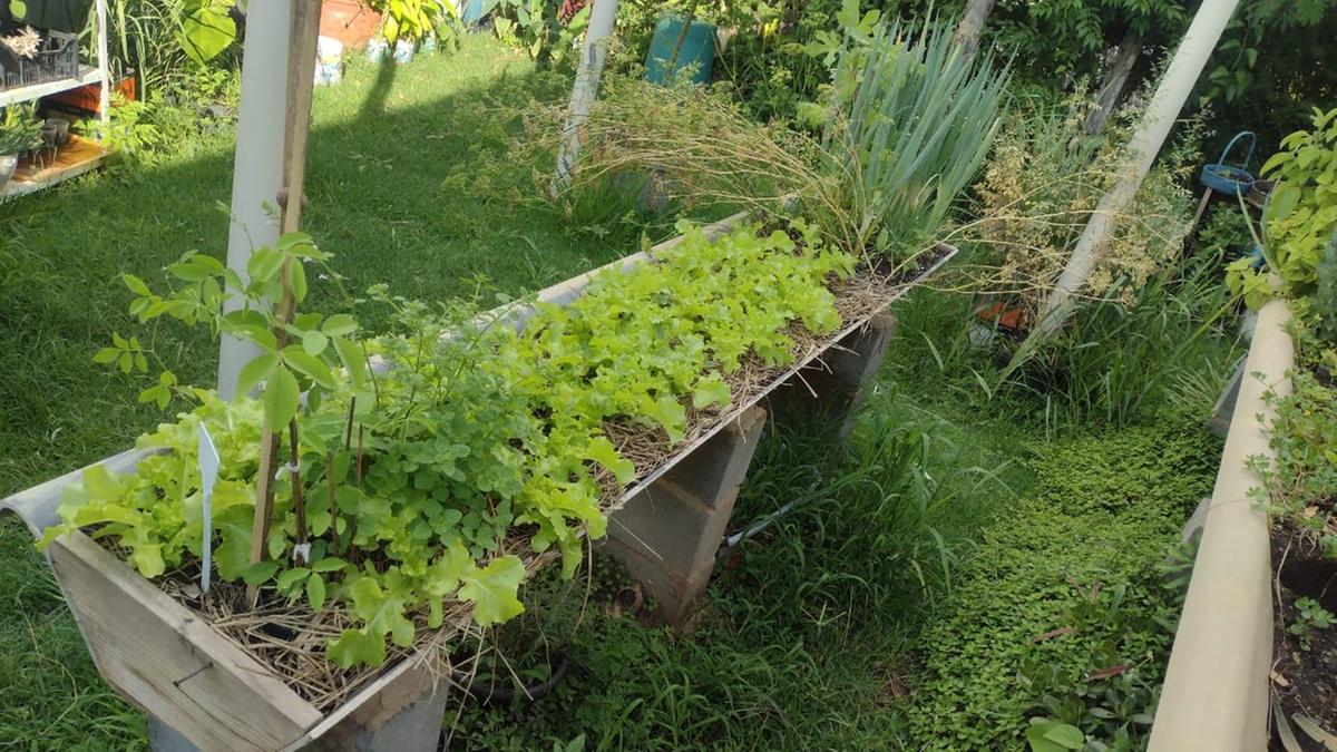 Canteiros montados sobre telhões do tipo canaleta evitam o contato das plantas com o solo contaminado do local: projeto estimula ações de recuperação ambiental (Fabricio Bellini)