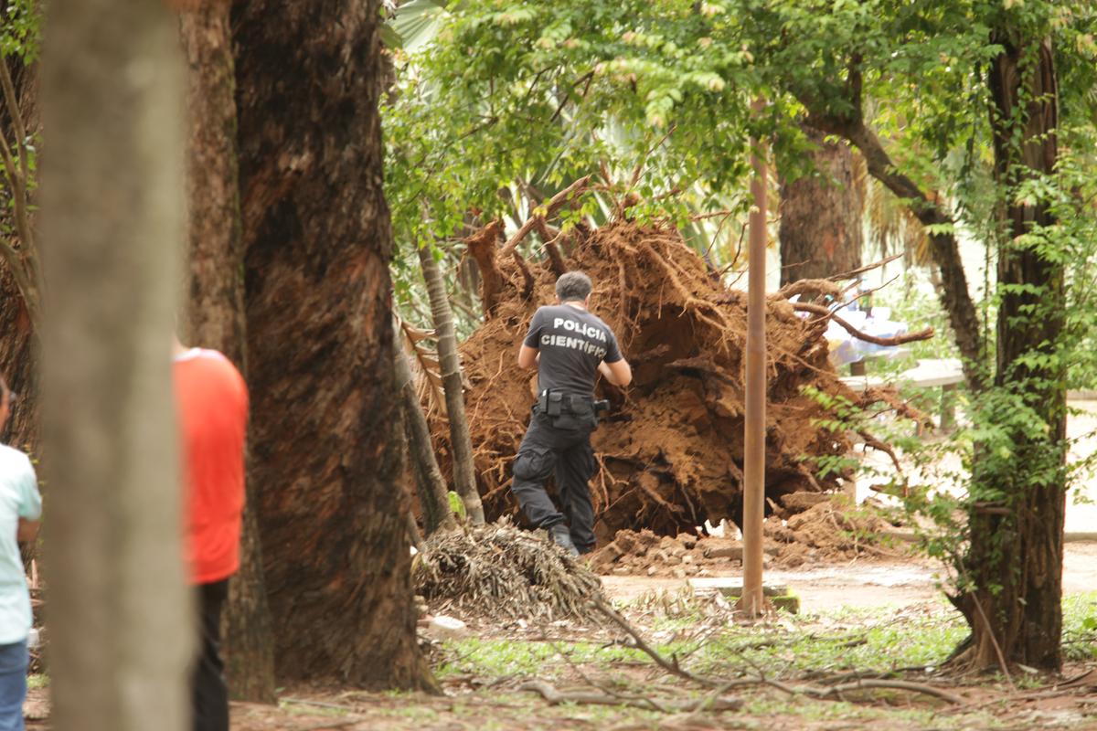Perito da Polícia Civil inspeciona raiz do eucalipto de grande porte que caiu e matou uma menina de 7 anos em Campinas (Rodrigo Zanotto)