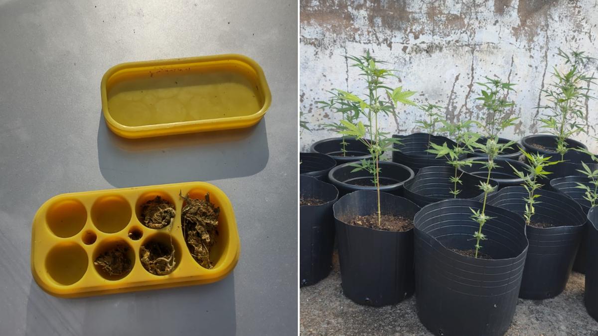 Desempregado foi preso em flagrante com 33 pés de supermaconha, dois galhos secos e diversas caixas com sementes importadas da droga (Divulgação)