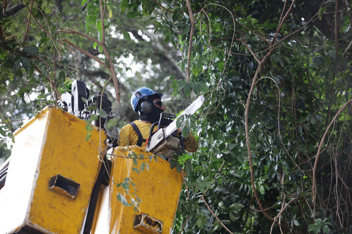 Funcionário a serviço da Prefeitura de Campinas realiza a poda em espécies no Bosque dos Jequitibás: técnico em eletrônica morreu ao ser atingido por uma árvore em dezembro (Rodrigo Zanotto)