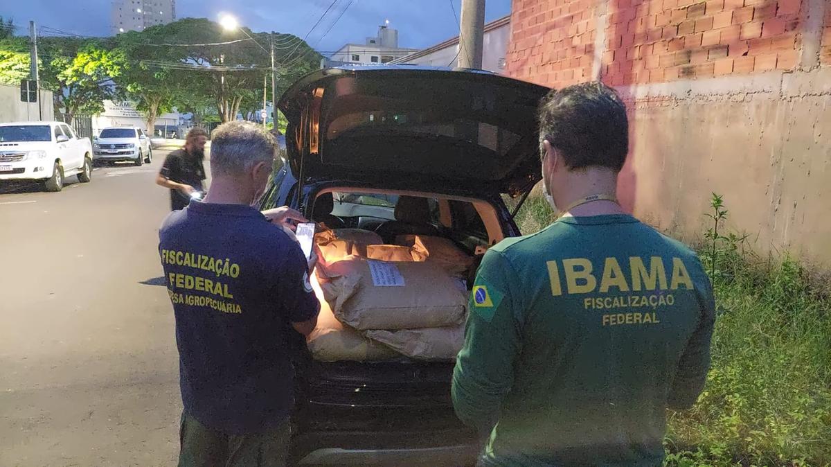 Técnicos do Ibama e do Ministério da Agricultura estiveram no local para verificar a procedência e analisar o material (Divulgação/Dig)