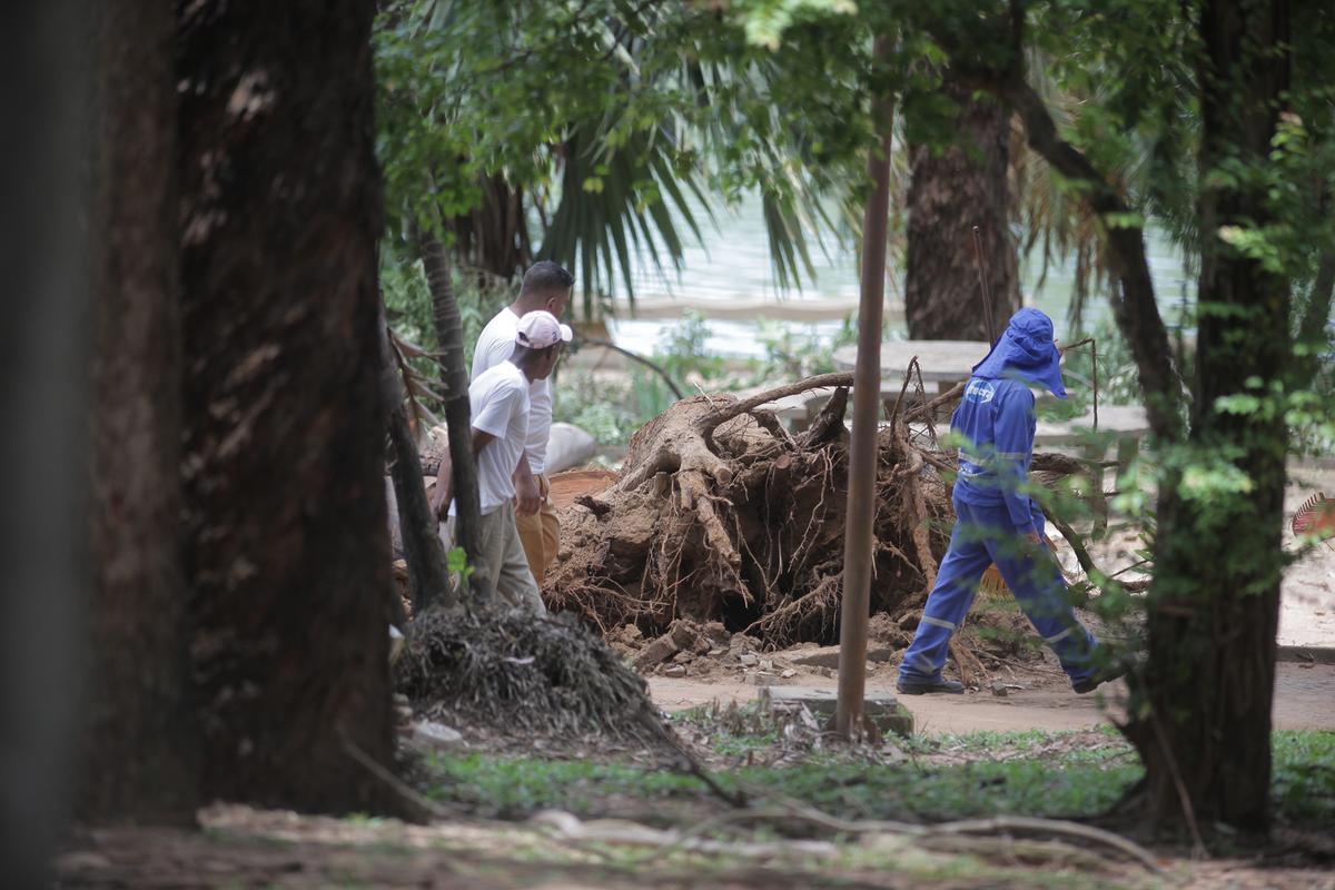 Laudos técnicos elaborados por equipes do IPT e do IB concluíram que encharcamento do solo derrubou árvore (Kamá Ribeiro)