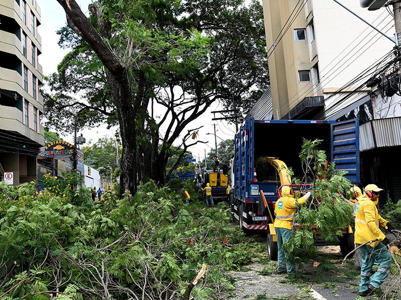 Laudo aponta que canteiro é incompatível com porte das árvores (Carlos Bassan/ PMC)